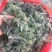 鲜茵陈白蒿去根去黄叶干叶加冰发货，保证质量数量批发零售