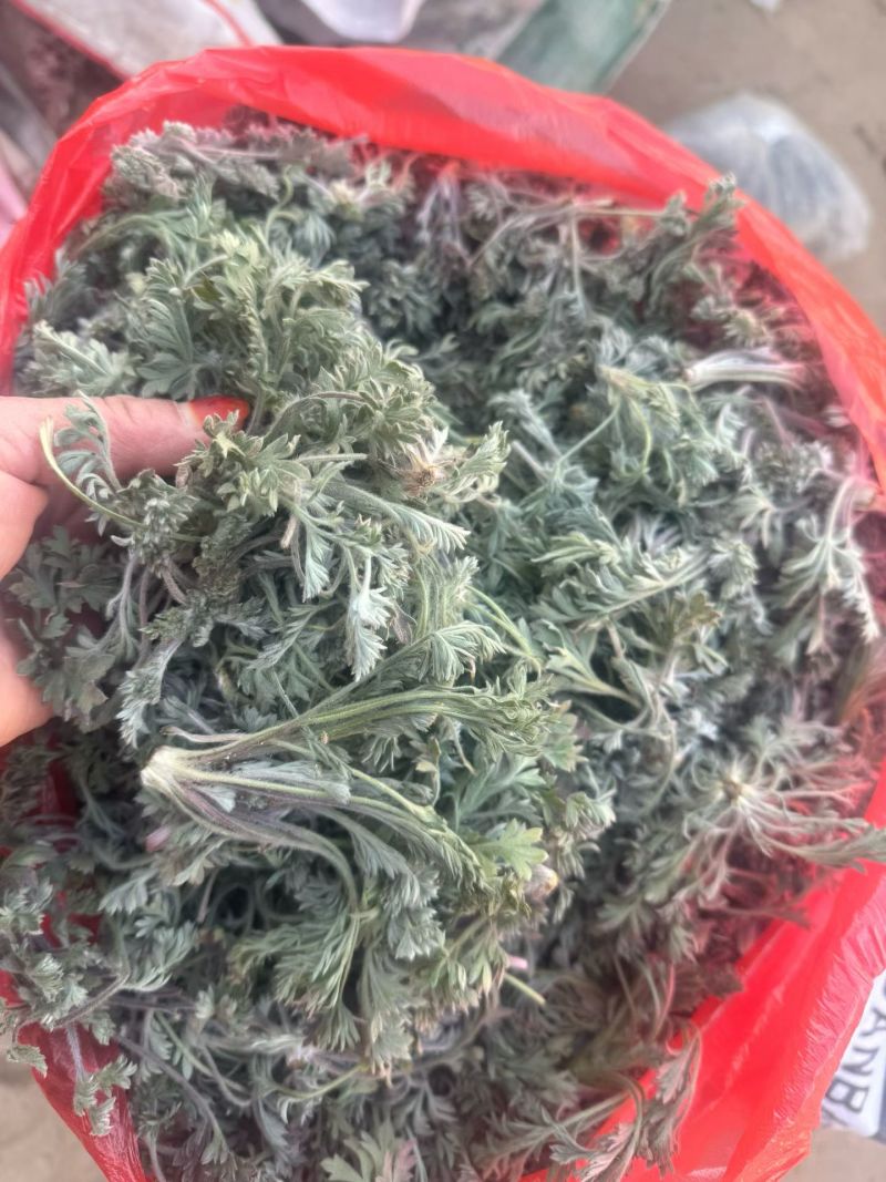 鲜茵陈白蒿去根去黄叶干叶加冰发货，保证质量数量批发零售