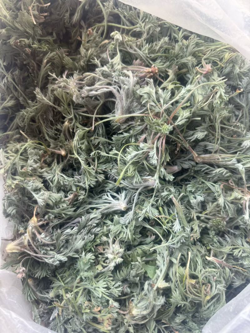 鲜茵陈白蒿去根去黄叶干叶加冰发货，保证质量数量批发零售