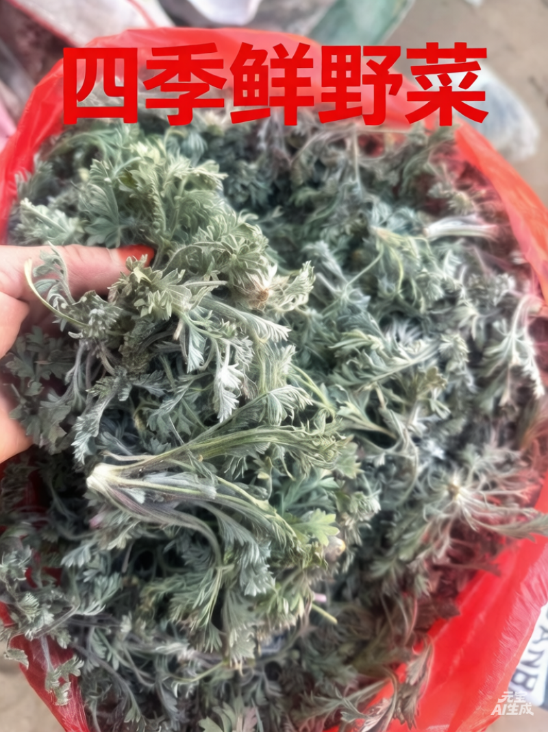 鲜茵陈白蒿去根去黄叶干叶加冰发货，保证质量数量批发零售