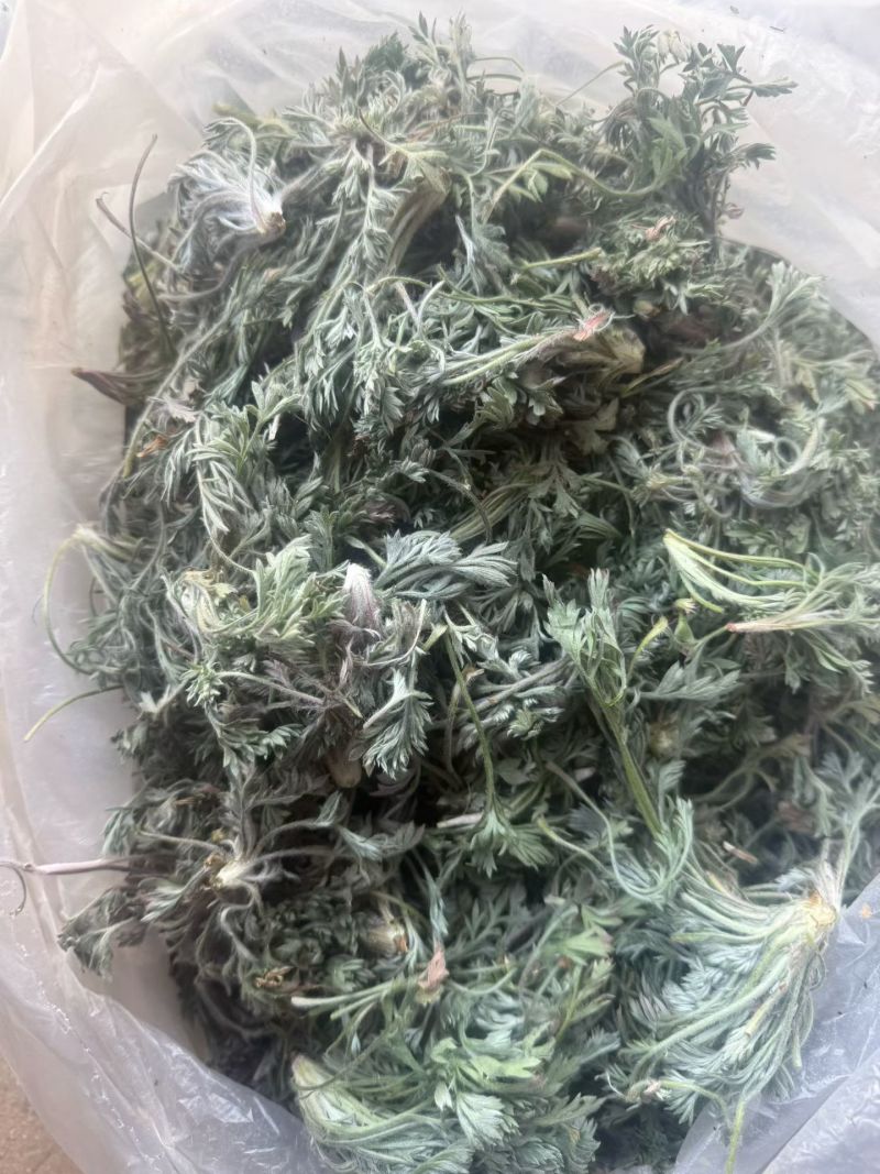 鲜茵陈白蒿去根去黄叶干叶加冰发货，保证质量数量批发零售