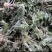 鲜茵陈白蒿去根去黄叶干叶加冰发货，保证质量数量批发零售