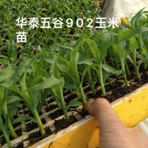 甜翠玉米苗
