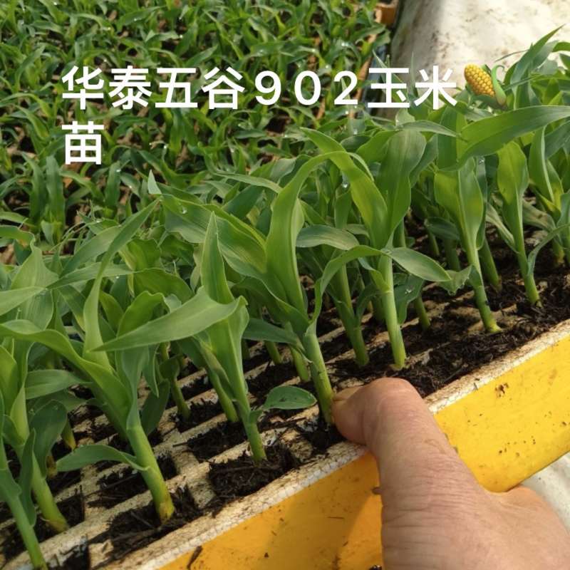 甜翠玉米苗