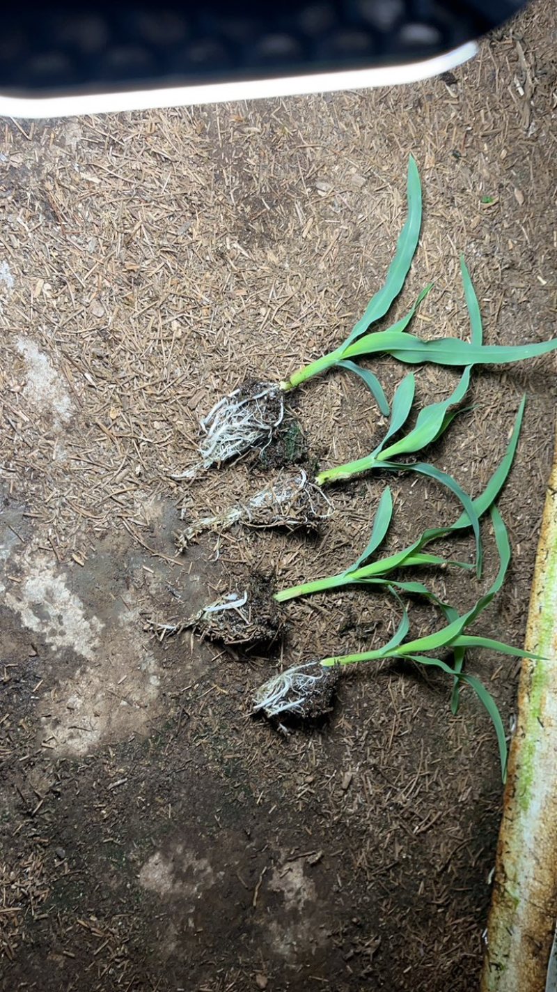 甜翠玉米苗
