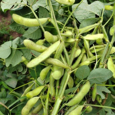 特早48毛豆种子鲜食菜青豆种子抗病特早中熟菜豆毛豆种籽孑