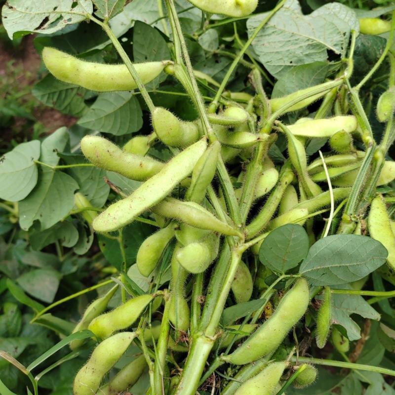 特早48毛豆种子鲜食菜青豆种子抗病特早中熟菜豆毛豆种籽孑