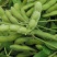 特早48毛豆种子鲜食菜青豆种子抗病特早中熟菜豆毛豆种籽孑