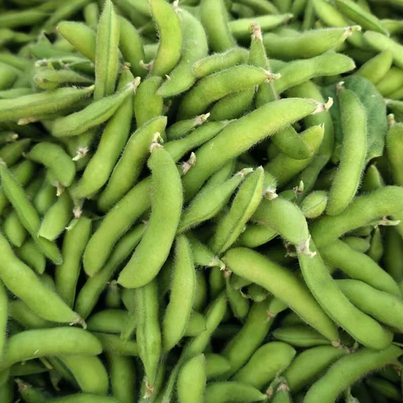 特早48毛豆种子鲜食菜青豆种子抗病特早中熟菜豆毛豆种籽孑