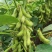 特早48毛豆种子鲜食菜青豆种子抗病特早中熟菜豆毛豆种籽孑