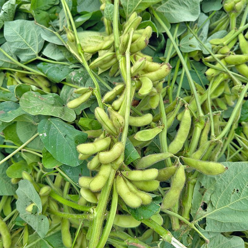 特早48毛豆种子鲜食菜青豆种子抗病特早中熟菜豆毛豆种籽孑