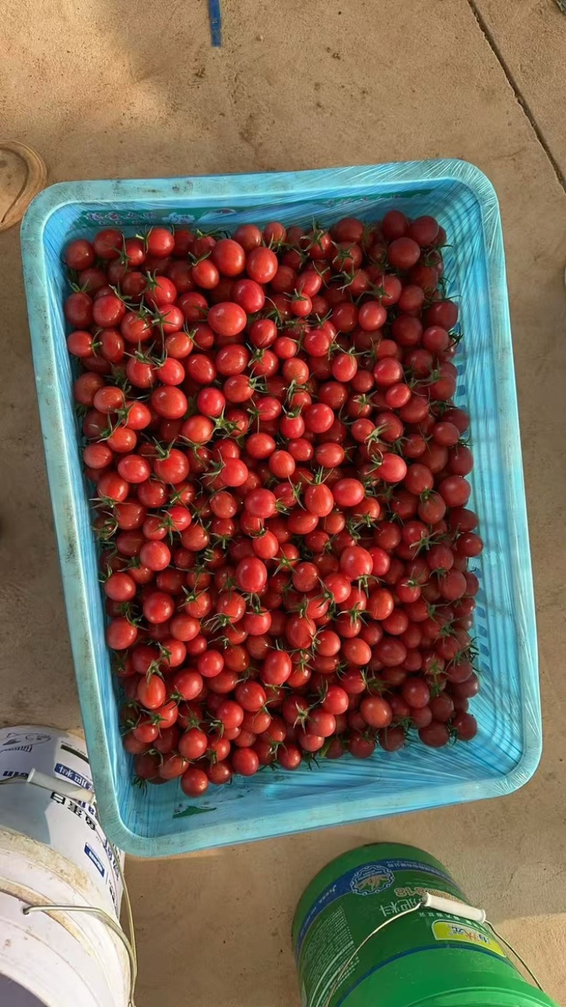 电白千禧圣女果