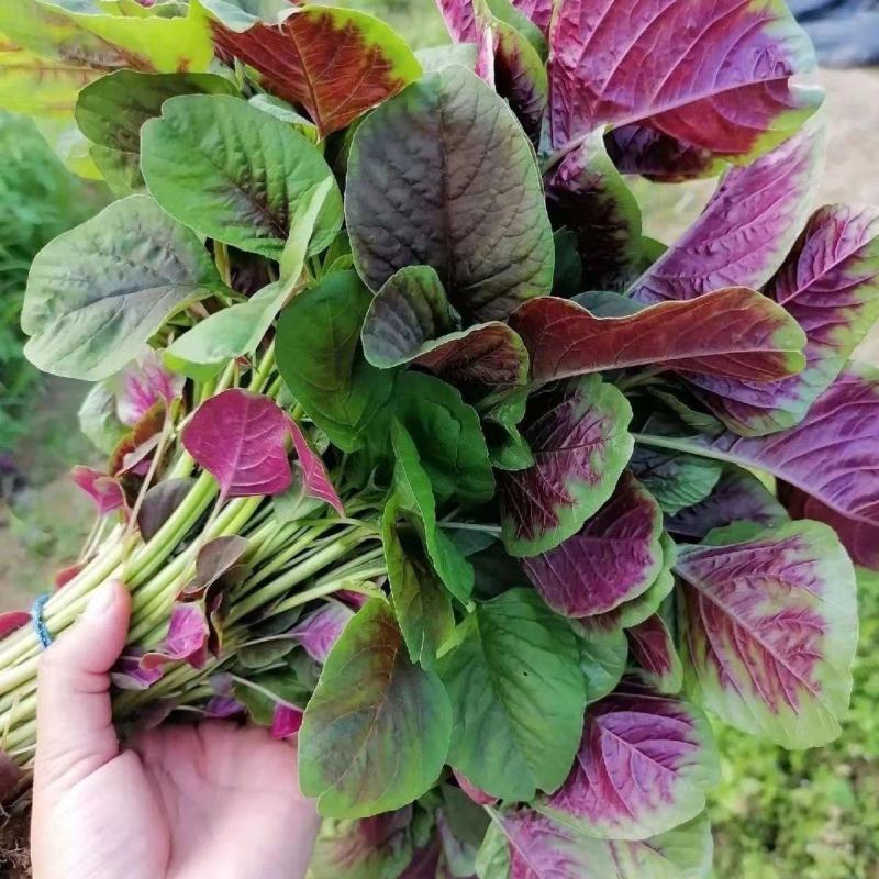 白杆玫瑰苋苋菜种子早中熟叶片肥大圆叶白杆型苋菜纤维少
