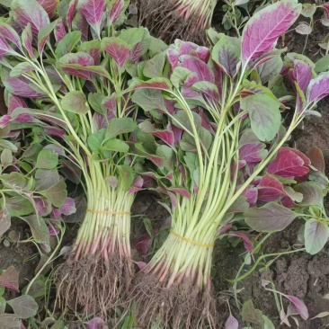 耐抽苔糯米红苋菜种子早中熟红圆叶苋菜籽耐低温结籽晚鲜嫩