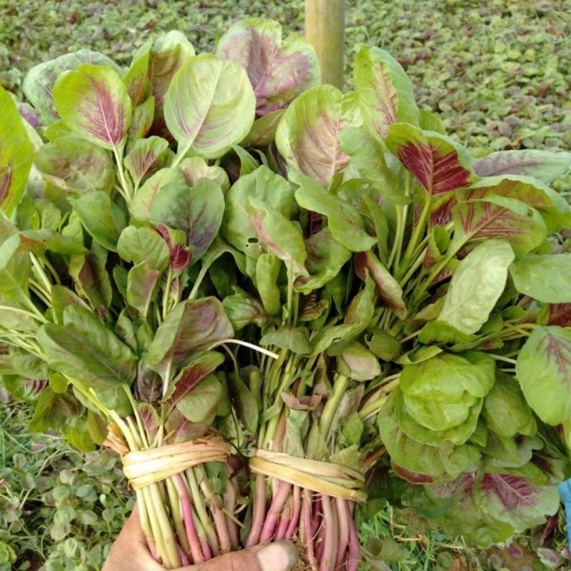 耐抽苔糯米红苋菜种子早中熟红圆叶苋菜籽耐低温结籽晚鲜嫩