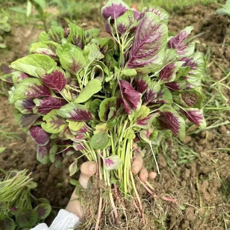 耐抽苔糯米红苋菜种子早中熟红圆叶苋菜籽耐低温结籽晚鲜嫩