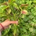 耐抽苔糯米红苋菜种子早中熟红圆叶苋菜籽耐低温结籽晚鲜嫩