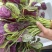 耐抽苔糯米红苋菜种子早中熟红圆叶苋菜籽耐低温结籽晚鲜嫩