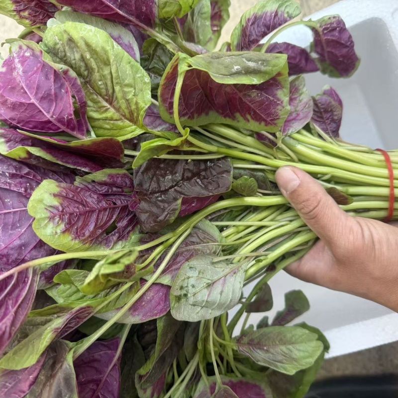 耐抽苔糯米红苋菜种子早中熟红圆叶苋菜籽耐低温结籽晚鲜嫩