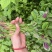 耐抽苔糯米红苋菜种子早中熟红圆叶苋菜籽耐低温结籽晚鲜嫩
