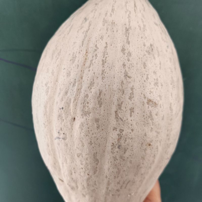 种盈蛋黄香室外浓香型南瓜种子籽干甜干面新鲜蔬菜种子南瓜