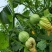 无蔓花皮三号南瓜种子早熟花皮菜南瓜嫩南瓜种籽厚肉脆嫩蔬菜