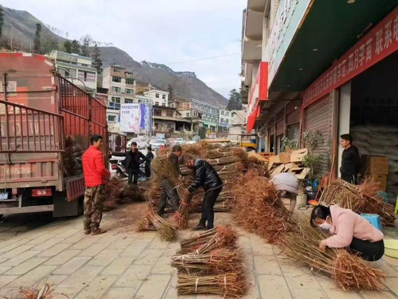 李子苗、晚熟李、蜂糖李、黄金奈李、金秋晚脆李、