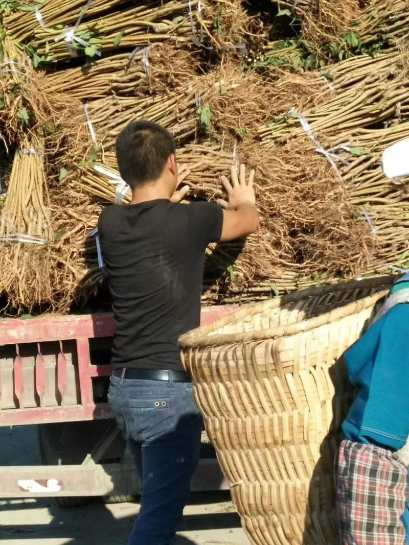 李子苗、晚熟李、蜂糖李、黄金奈李、金秋晚脆李、