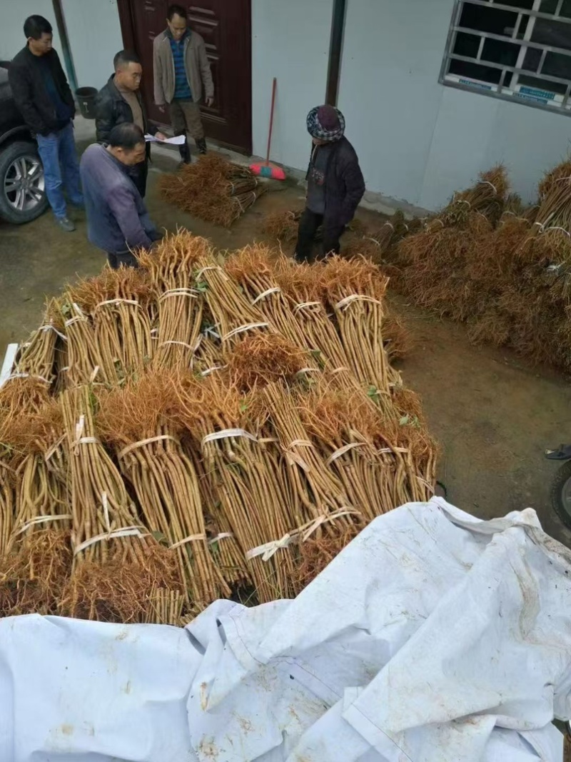 李子苗、晚熟李、蜂糖李、黄金奈李、金秋晚脆李、