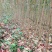 李子苗、晚熟李、蜂糖李、黄金奈李、金秋晚脆李、