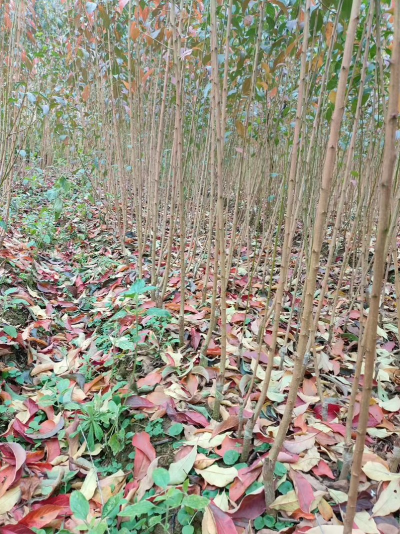 李子苗、晚熟李、蜂糖李、黄金奈李、金秋晚脆李、