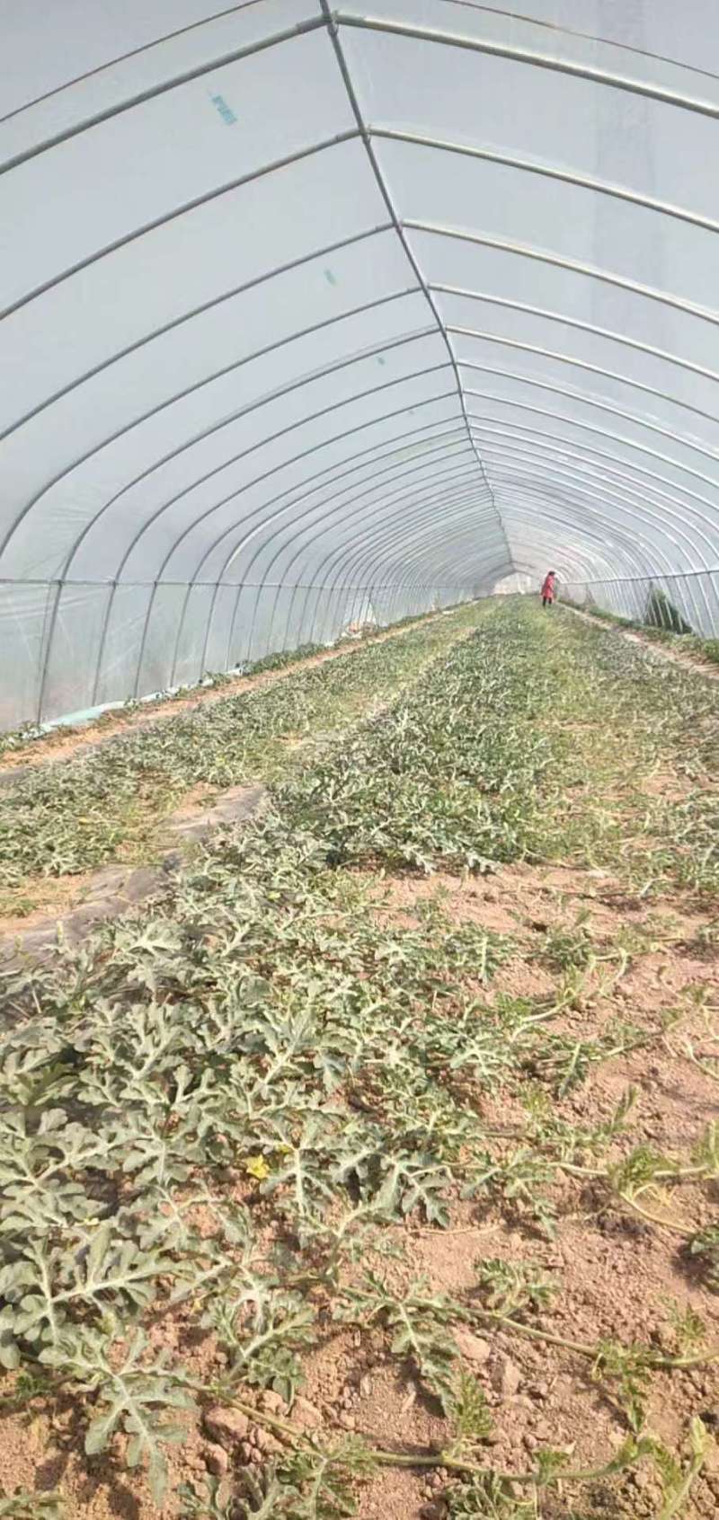 宿州西瓜大量上市8424美都皮薄口感好，糖分高，产地直发