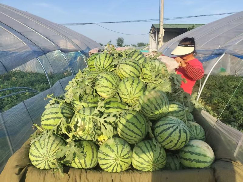 宿州西瓜大量上市8424美都皮薄口感好，糖分高，产地直发