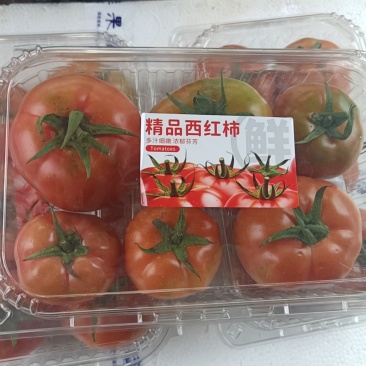 大果口感番茄