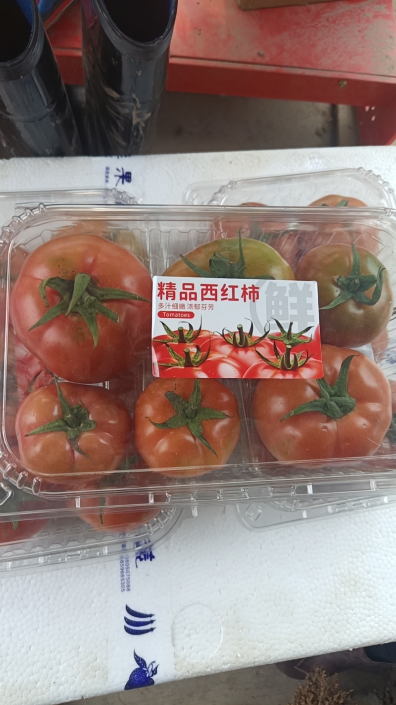 大果口感番茄