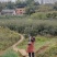 2公分红叶石楠单杆