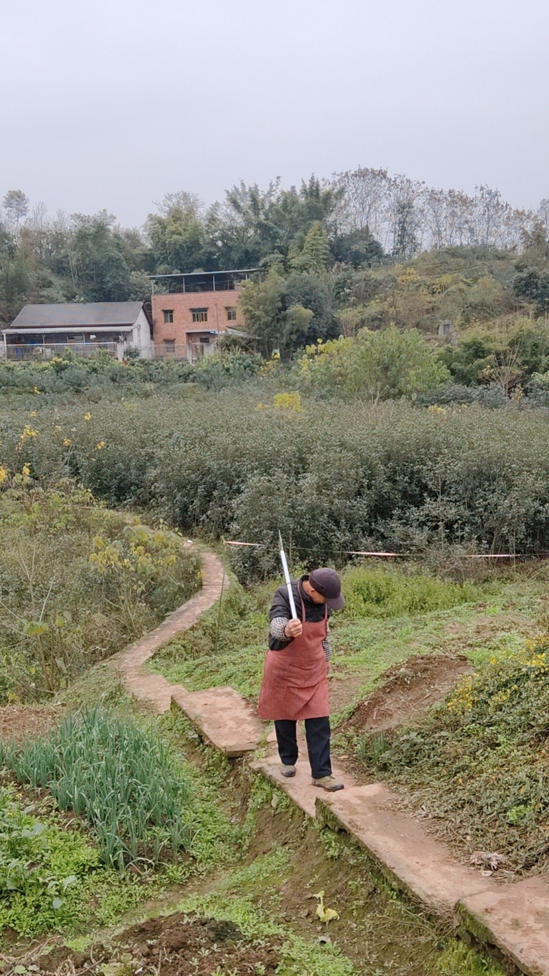 2公分红叶石楠单杆