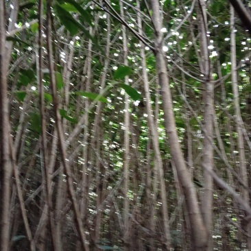 2公分红叶石楠单杆