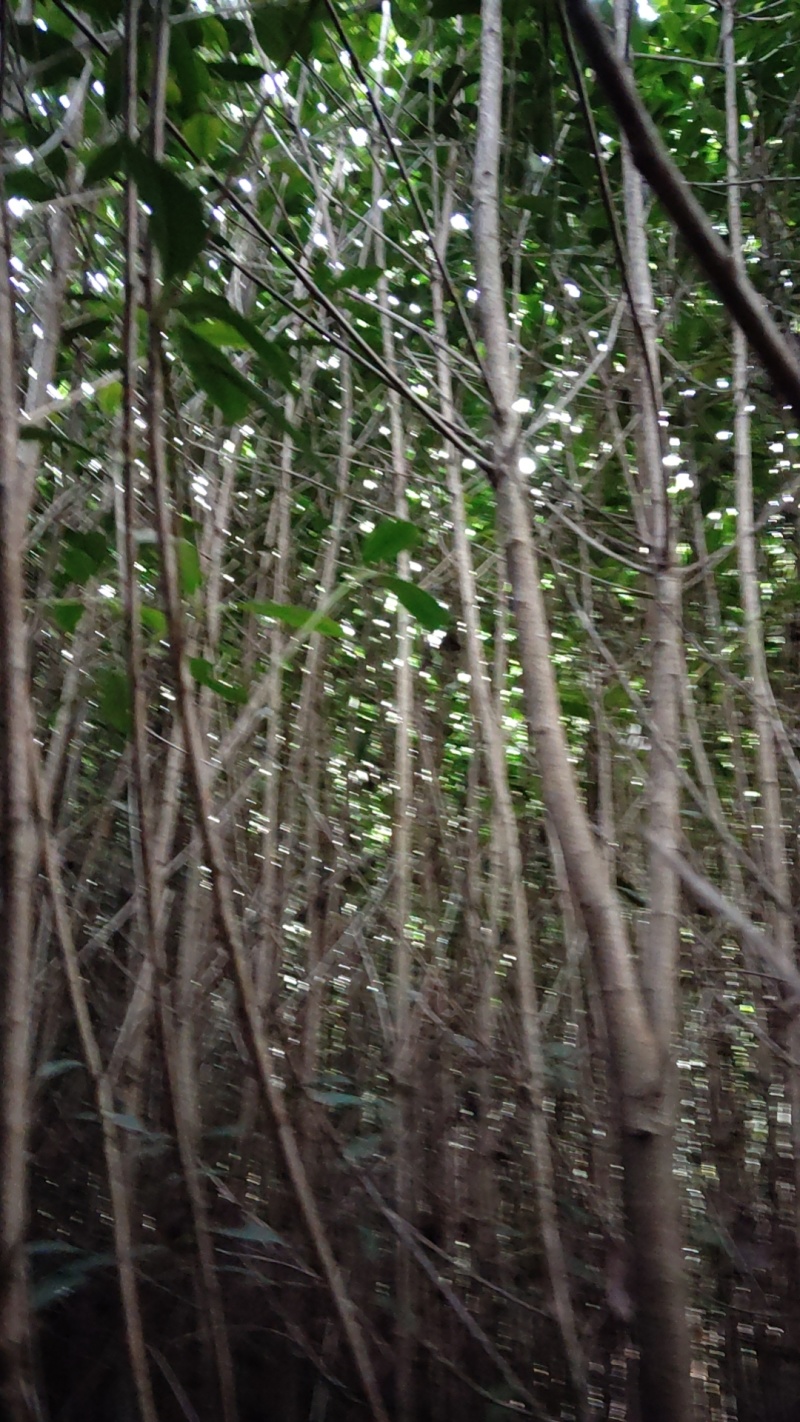 2公分红叶石楠单杆