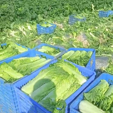 75日白菜过程给钱自己来拉