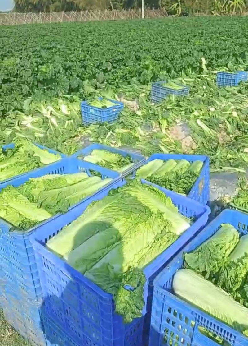 75日白菜过程给钱自己来拉