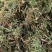 翠云草【包邮】三斤起发货可批量可零售量大从优