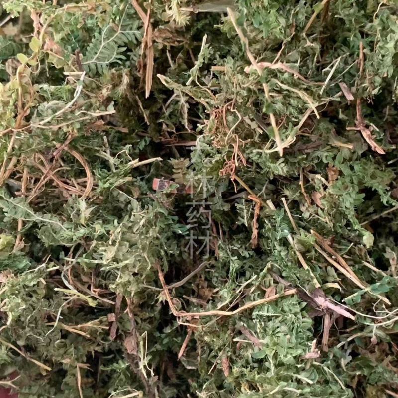 翠云草【包邮】三斤起发货可批量可零售量大从优