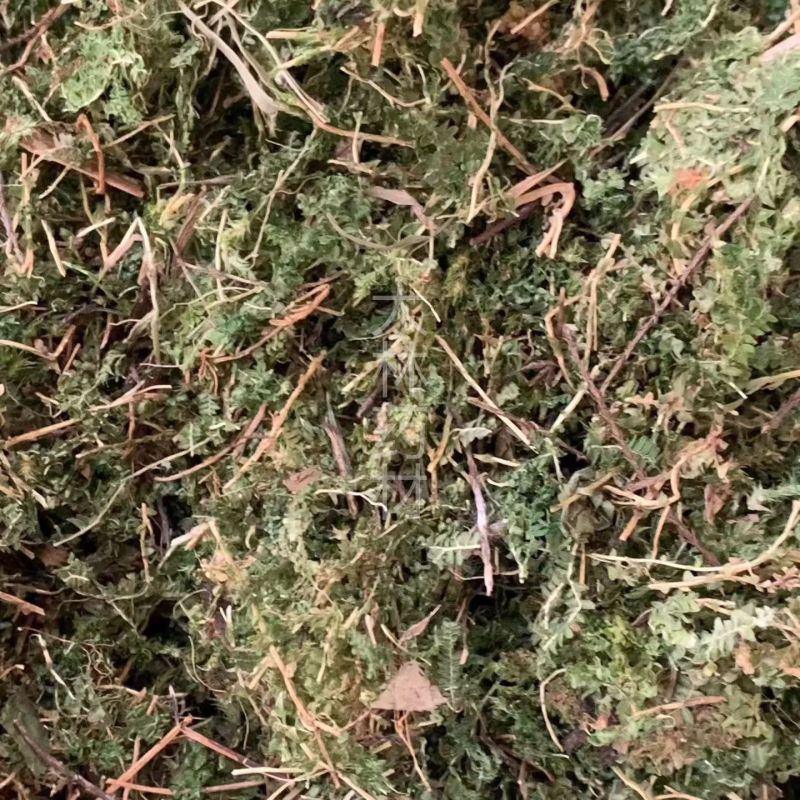 翠云草【包邮】三斤起发货可批量可零售量大从优