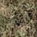 翠云草【包邮】三斤起发货可批量可零售量大从优