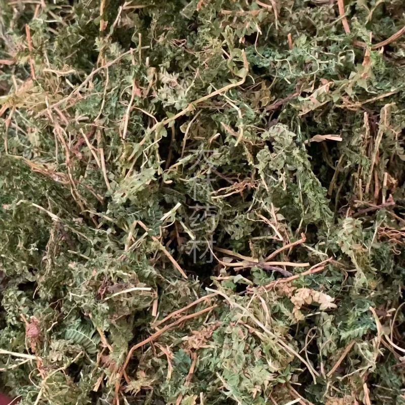 翠云草【包邮】三斤起发货可批量可零售量大从优