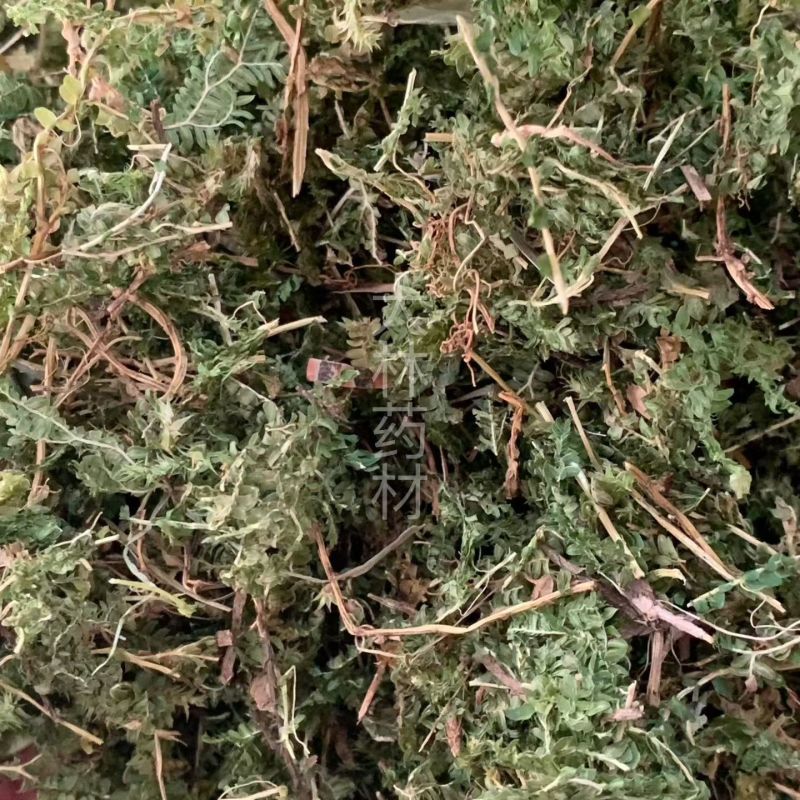 翠云草【包邮】三斤起发货可批量可零售量大从优