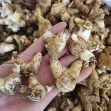白芨，云南产地，新鲜货包邮，