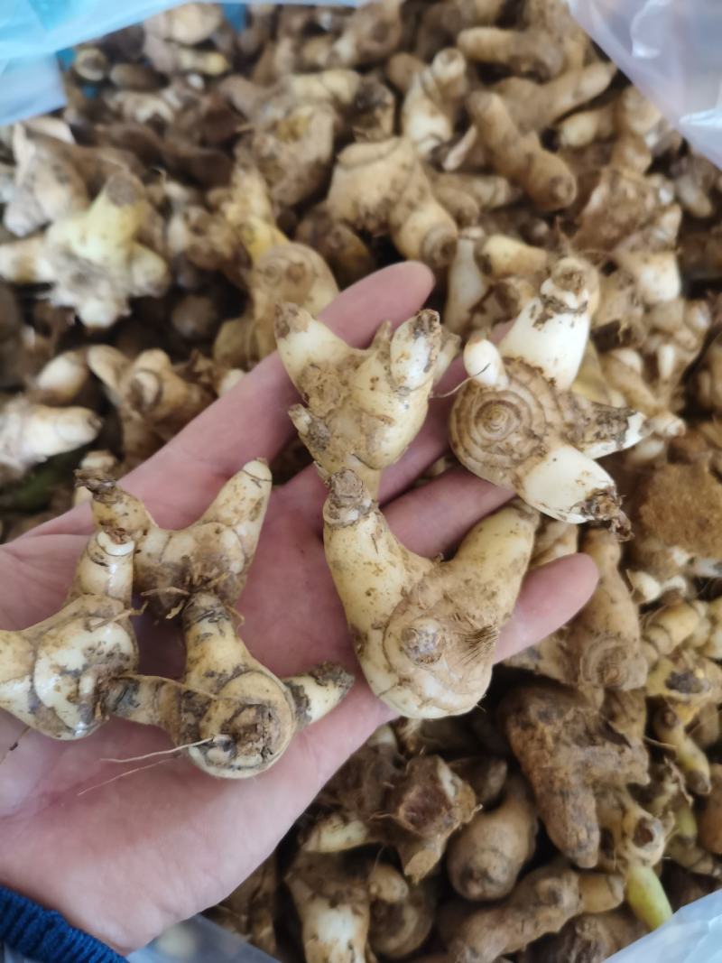 白芨，云南产地，新鲜货包邮，