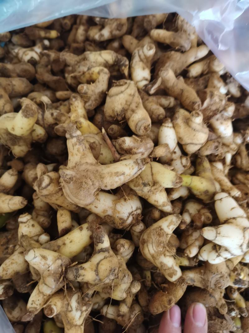 白芨，云南产地，新鲜货包邮，